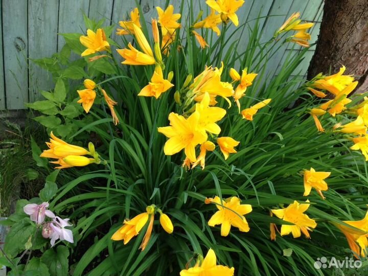 Многолетние растения для сада (дачи), огорода