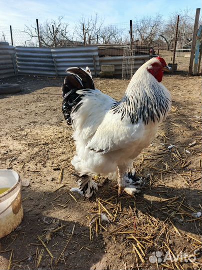 Домашняя птица