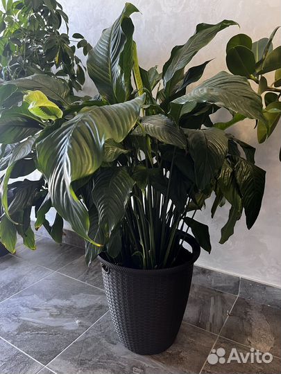 Спатифиллум