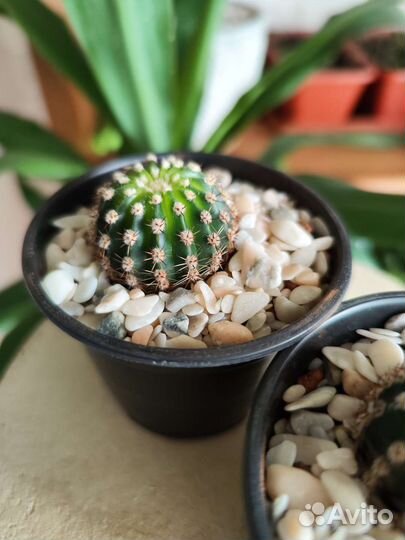 Кактус эхинопсис