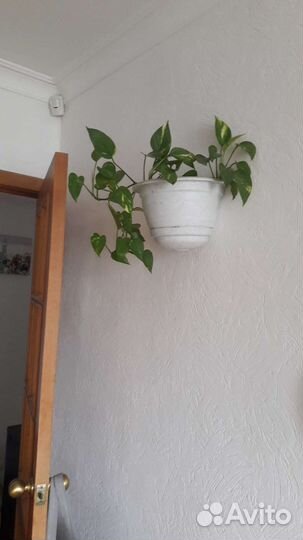 Декаративная лиана для стенок