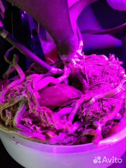 Каменная роза