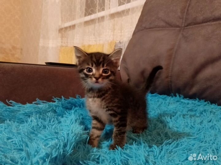 Отдам в хорошие руки котят