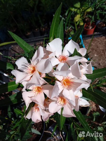 Олеандр персик и красный