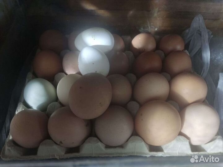 Домашние куриные яйца