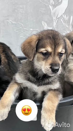 Щенята в добрые руки