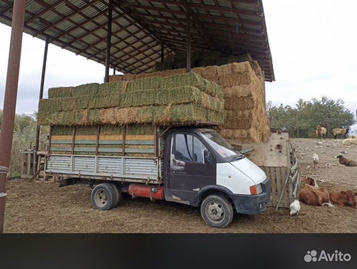 Сено люцерны