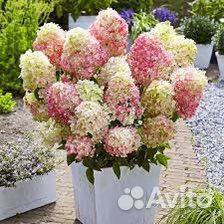 Гортензия метельчатая