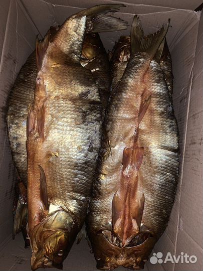 Рыба Толстолоб оптом