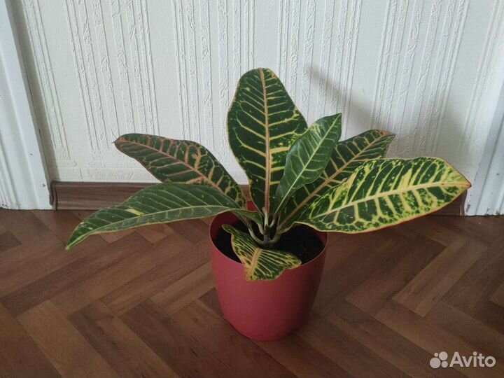 Комнатные цветы кротон