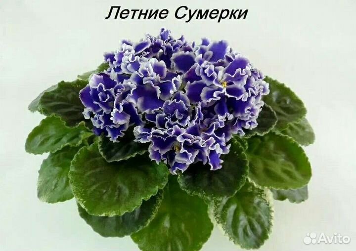 Фиалки набор №2 из 7 деток разных сортов