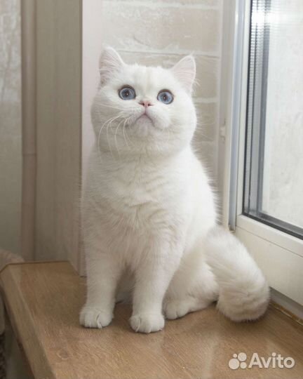 Британские котята с синими глазами