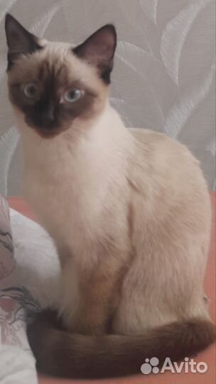 Вязка Меконгский бобтейл (тайская) сиамская