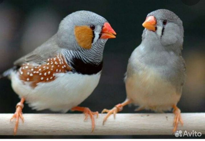 Амадин зебровый, амадин Гульда