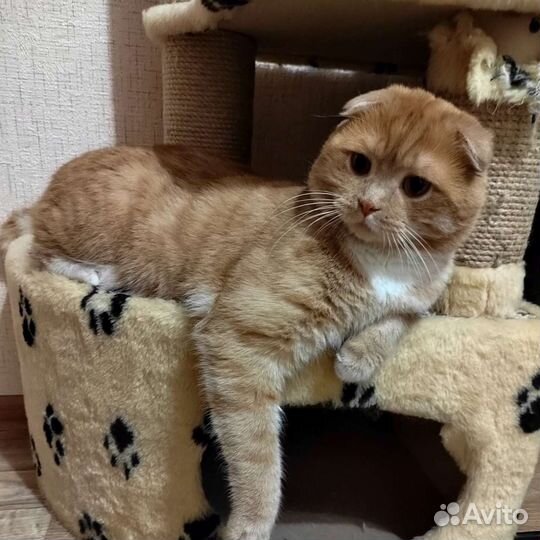 Вязка шотландский вислоухий кот