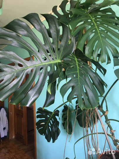 Комнатные растения цветы