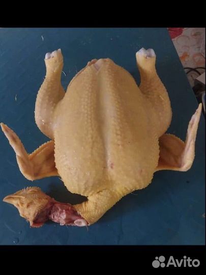 Куры опт