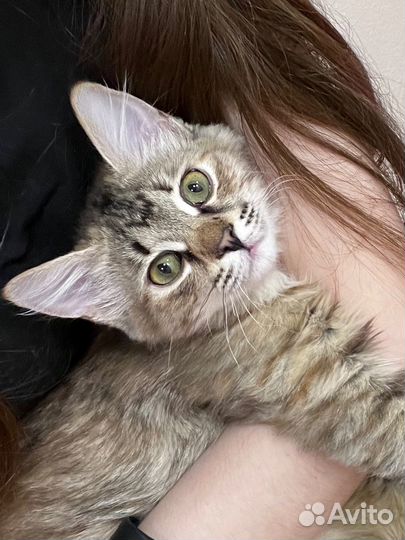 Котенок Фрейя ищет семью