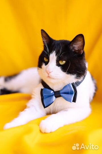 Кот Барон ищет свою семью