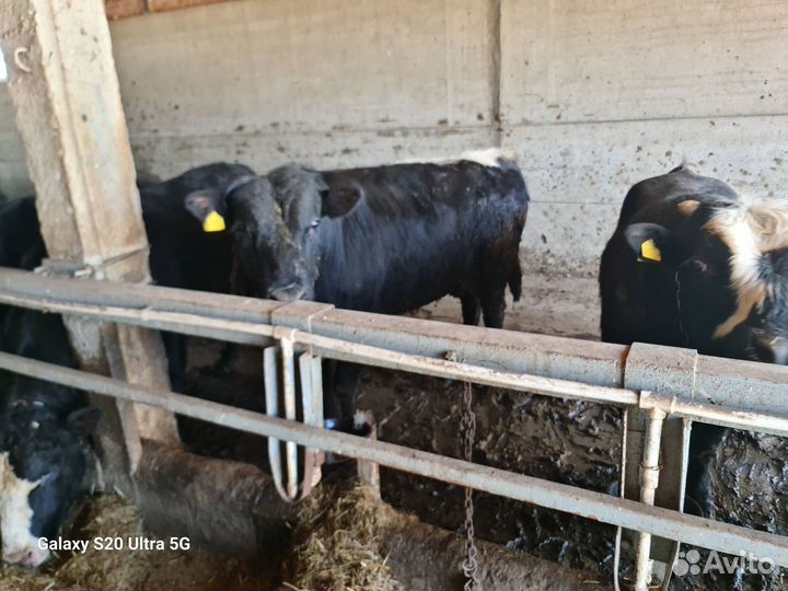 Быки на мясо живым весом