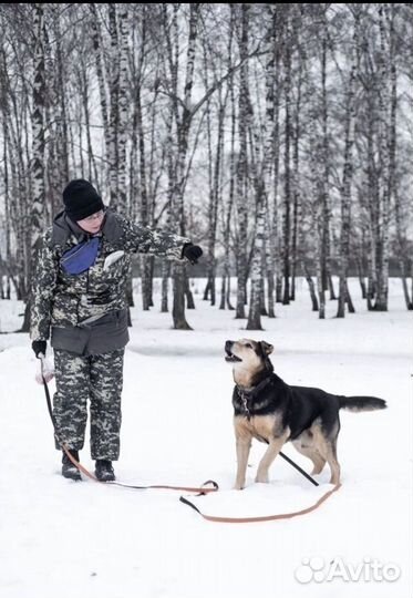 Наш большой мальчик Дрейк ищет родителей
