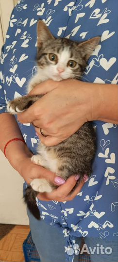 Котёнок в добрые руки