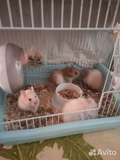 Сирийский хомяк девочка