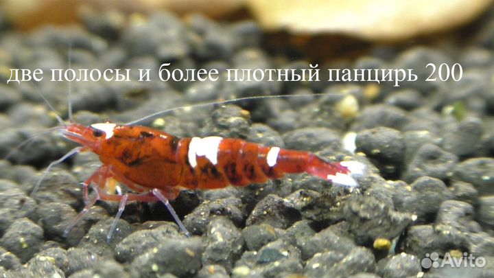 Аквариумные Креветки Кристаллы TaiwanBee Бонусы