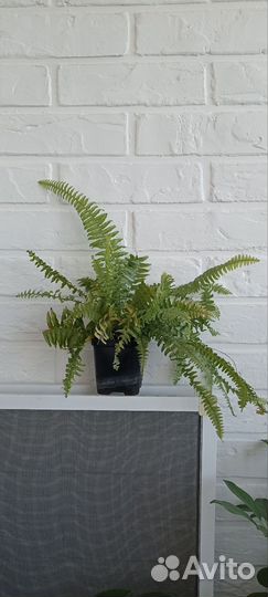 Папоротник нефролепис