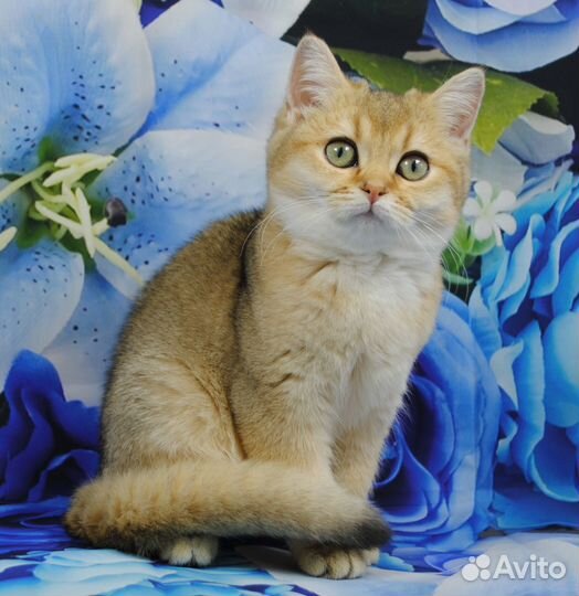 Британские котята Мальчики ny 12- 5 м