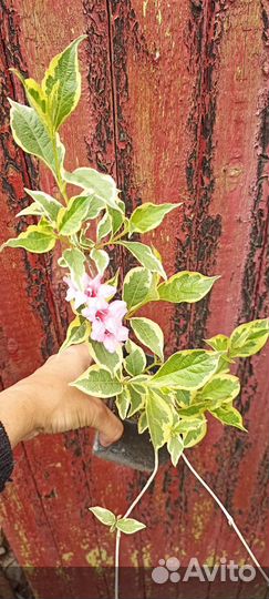 Тисс ягодный