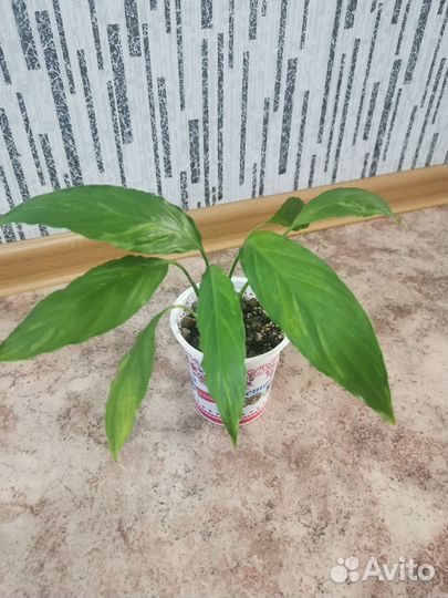 Спатифиллум гаити