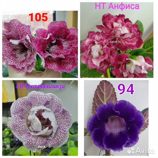 Глоксиния листы клубни почтой