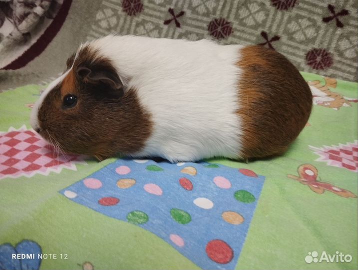 Морские свинки