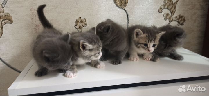 Кошки в добрые руки бесплатно