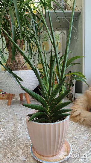 Сансевиерия Мотум Кения