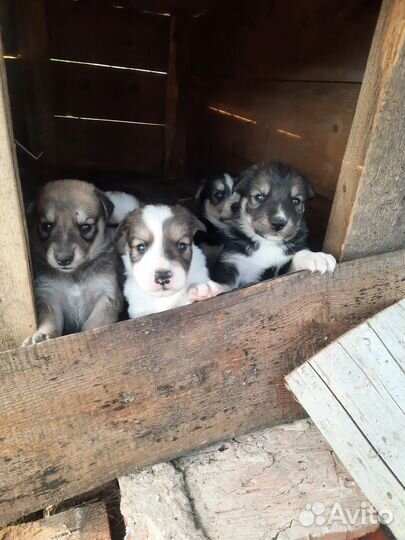 Щеночки 1 месяц
