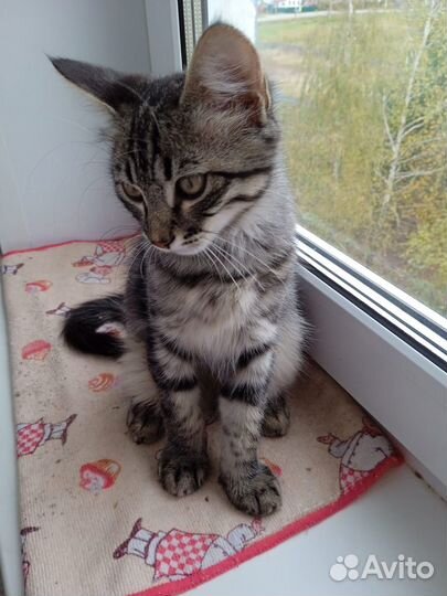 Котята бесплатно