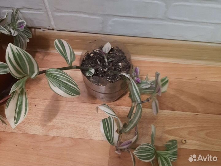 Традесканция