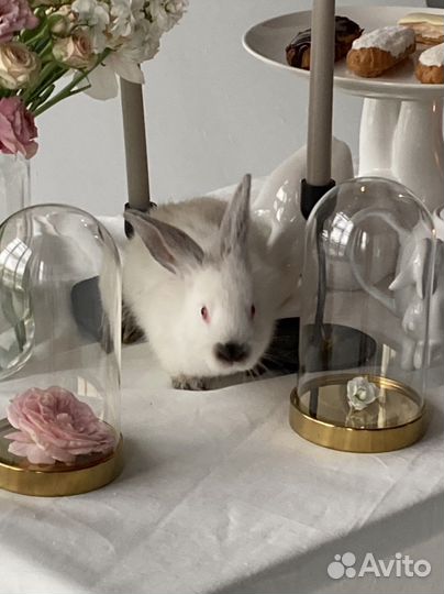 Аренда животных: козы, кролики, куры