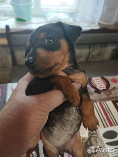 Щенки цвергпинчера