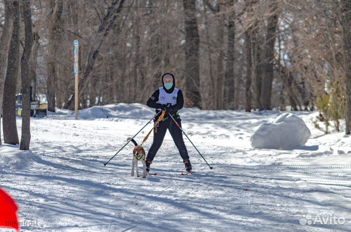 Кинолог, дрессировка собак
