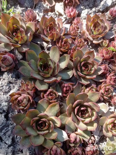 Молодило (каменная роза) 3 вида