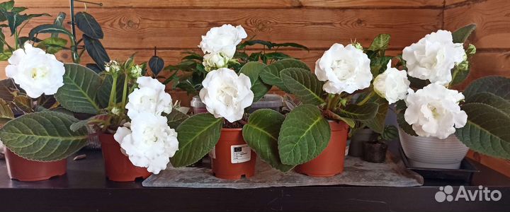 Глоксиния белая махровая, фуксия белая