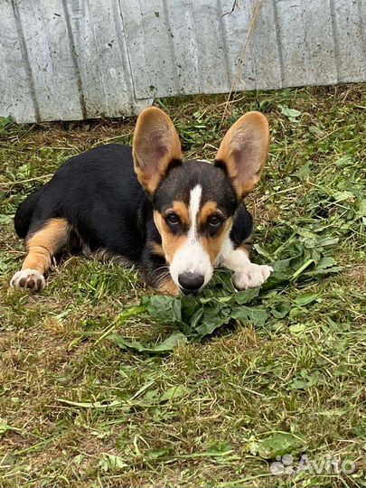 Вельш-корги