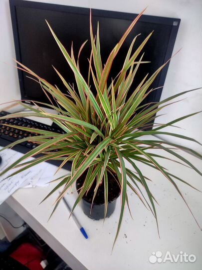 Драцена Маргината