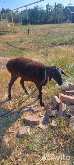 Овцы бараны