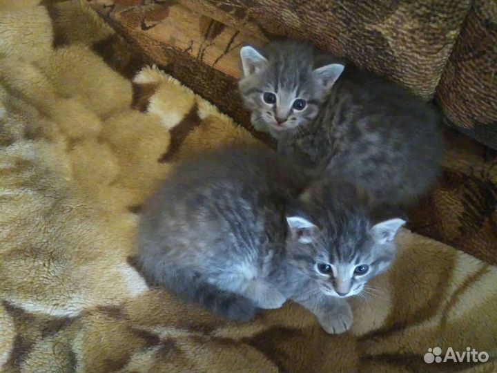 Кошка в дар бесплатно