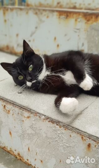 Кошка в дар