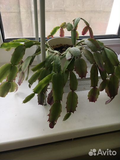 Декабрист шлюмбергера розовый